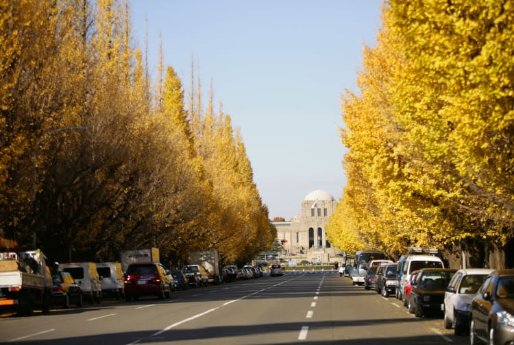 Icho Namiki Ginkgo Avenue