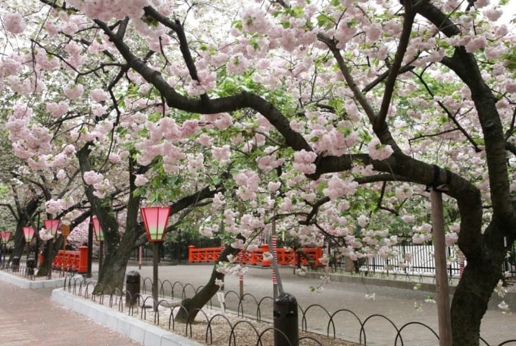 Mint Museum-cherry blossom