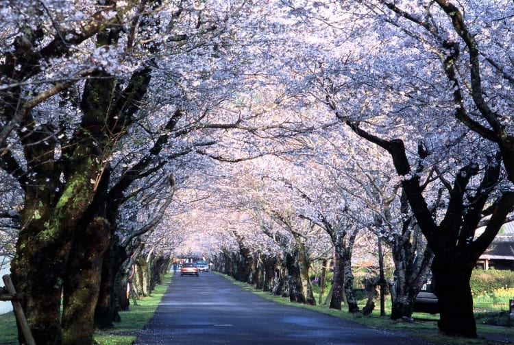 Mochio Park-cherry blossom