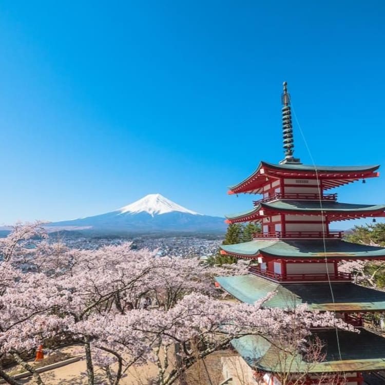 Enjoy Mt. Fuji and beautiful cherry blossom scenery at the same time!