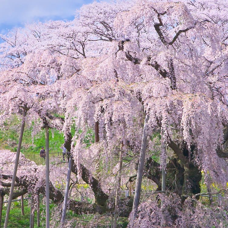 體驗文 櫻花 多様心動 日本旅遊 Jnto