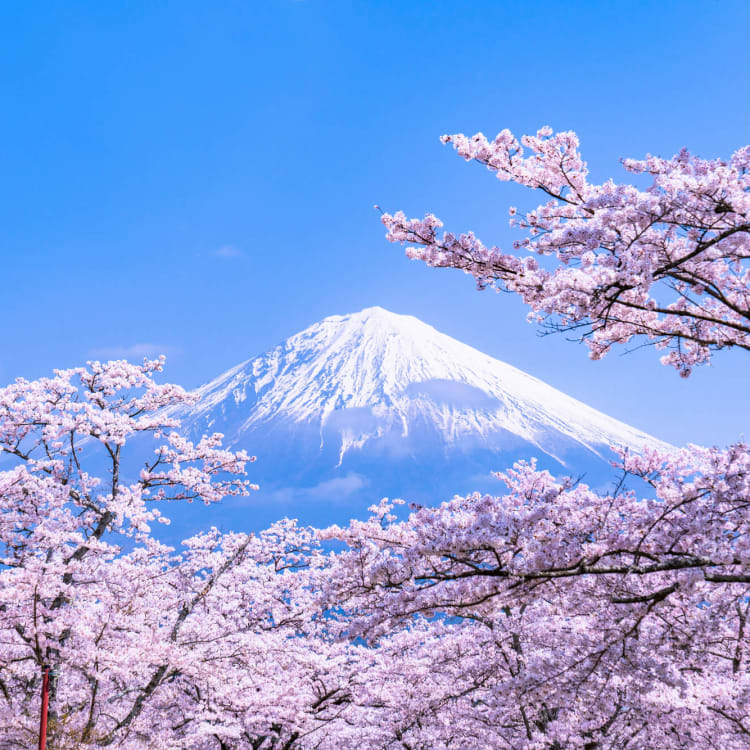 Sakura tree with pink cherry blossoms (cherry blossom, Japanese