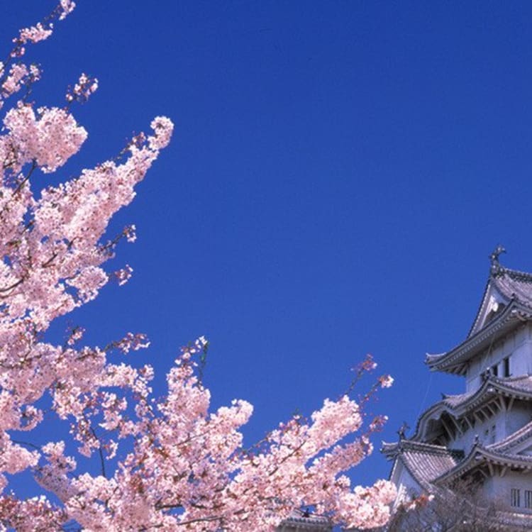 Beautiful japan temple in blossoming sakura garden, pink cherry