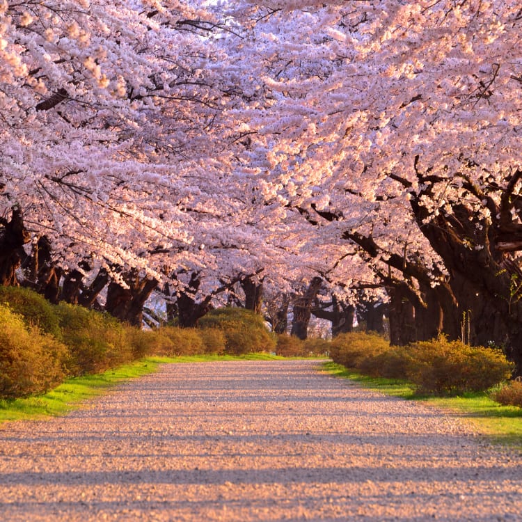 Kitakami Tenshochi Sakura Festival