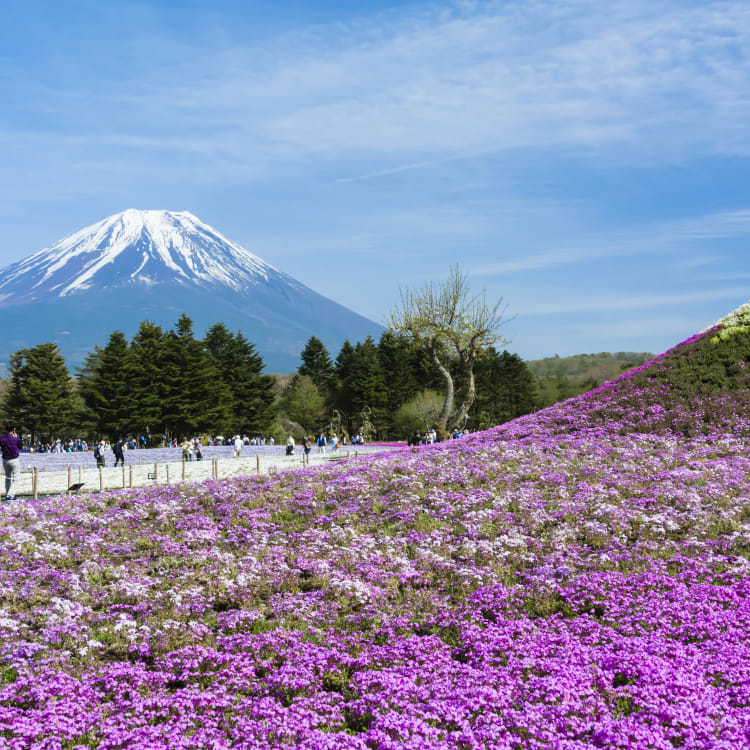 fuji five lakes