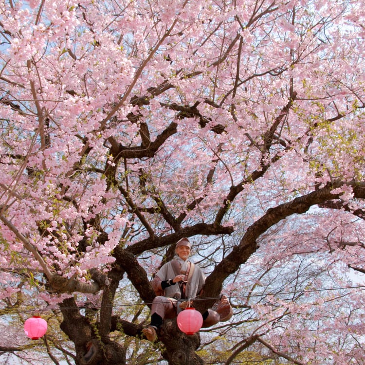 eboshiyama park-cherry blossom