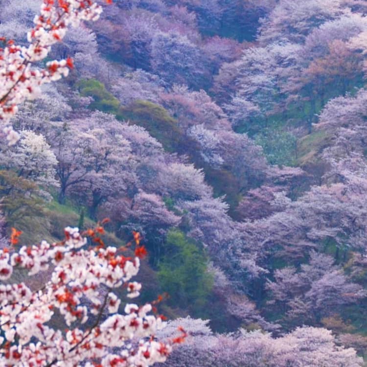 The Sakura Trail Mt Yoshino Nara And Kyoto Travel Japan Jnto