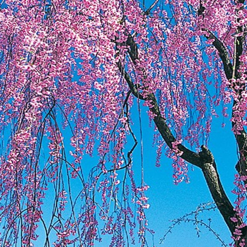 Cherry Blossoms - Japan National Tourism Organization