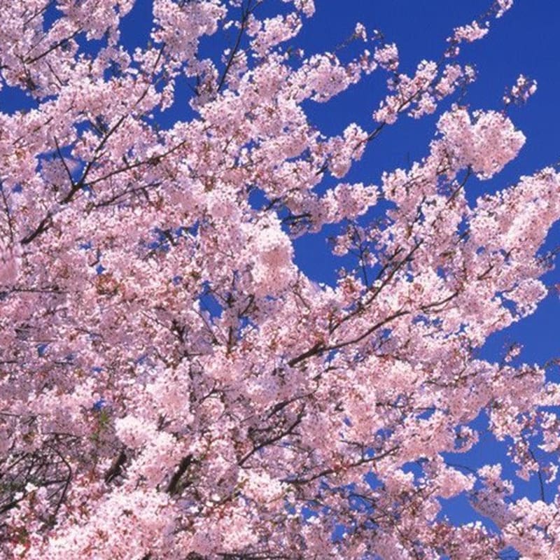 Sakura bloom on sale