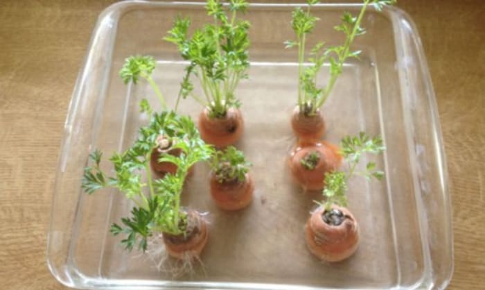 THÍ NGHIỆM KHOA HỌC STEM CHO TRẺ MẦM NON: TRỒNG C Y TỪ THÙNG RÁC