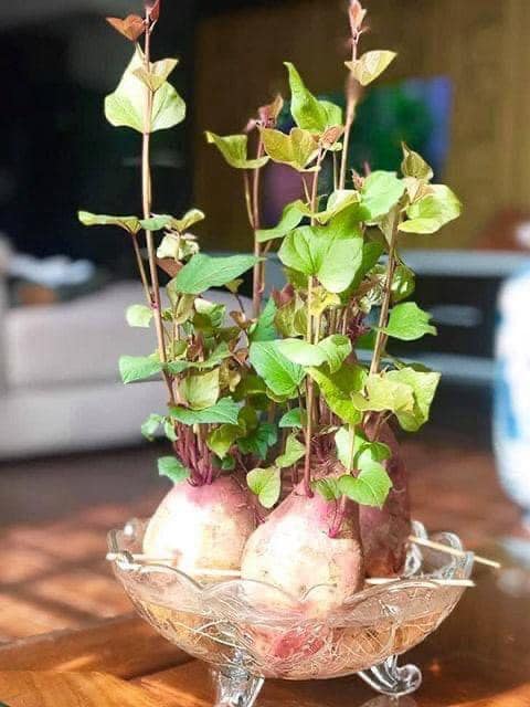Ở nhà mùa dịch: Dạy bé trồng cây đơn giản từ củ, hạt