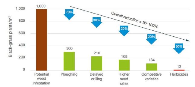 Black Grass graph