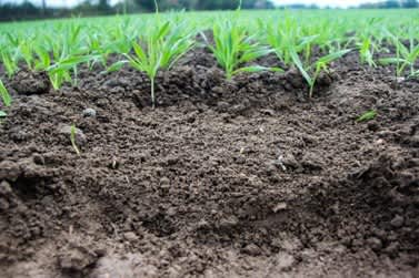 Seedbed preparation - Image of soil and sprouting seedlings