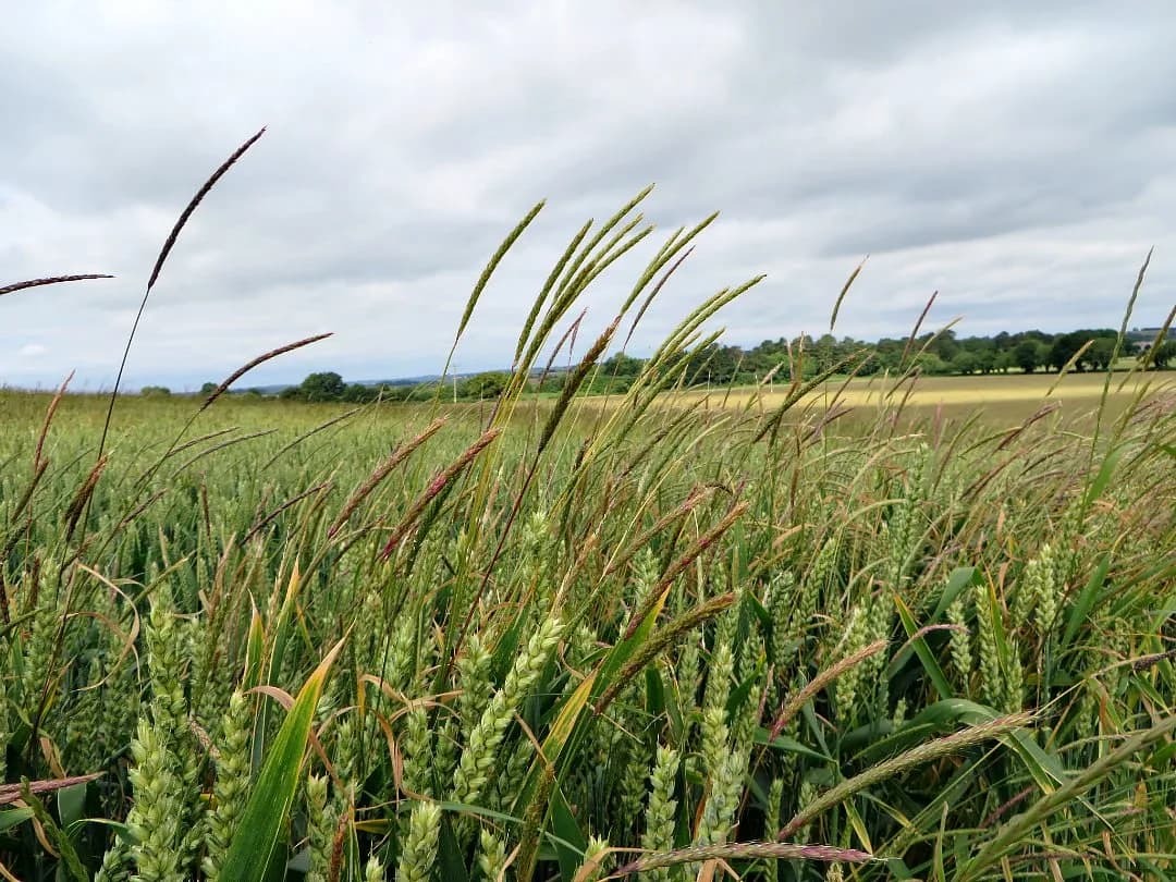 blackgrass image