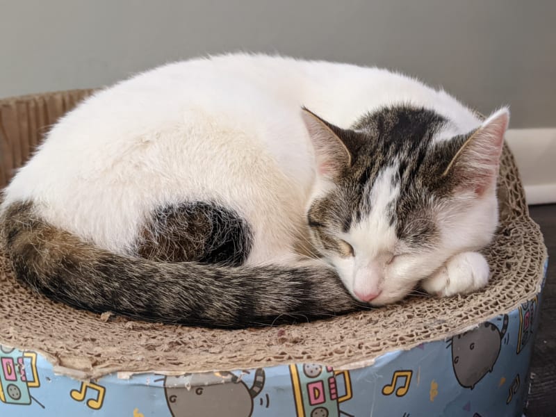 our cat Ember on a cat scratcher she uses as a bed