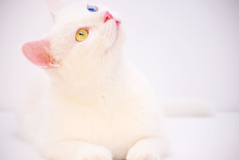 Best Hypoallergenic Cat Litter (Here’s the Scoop)
