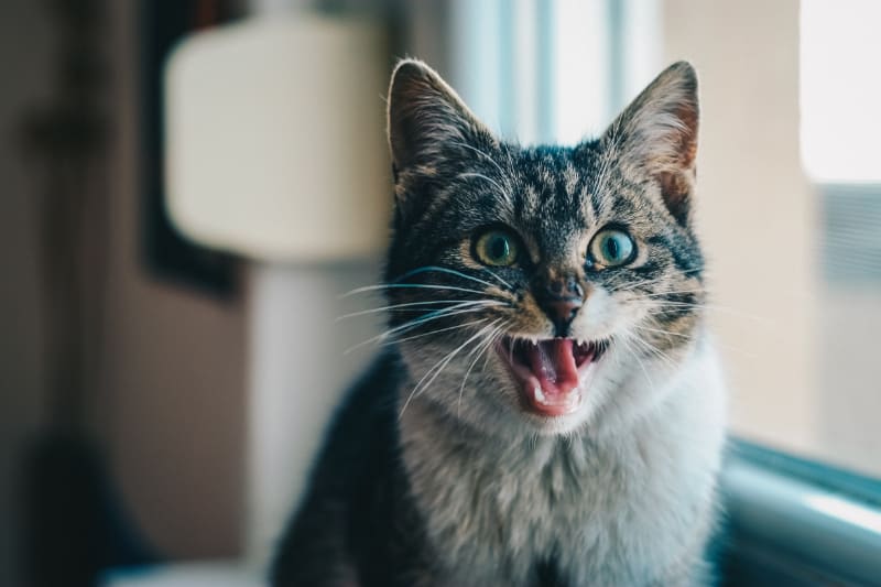 Best Cat Scratch Deterrent: Reviews Guide