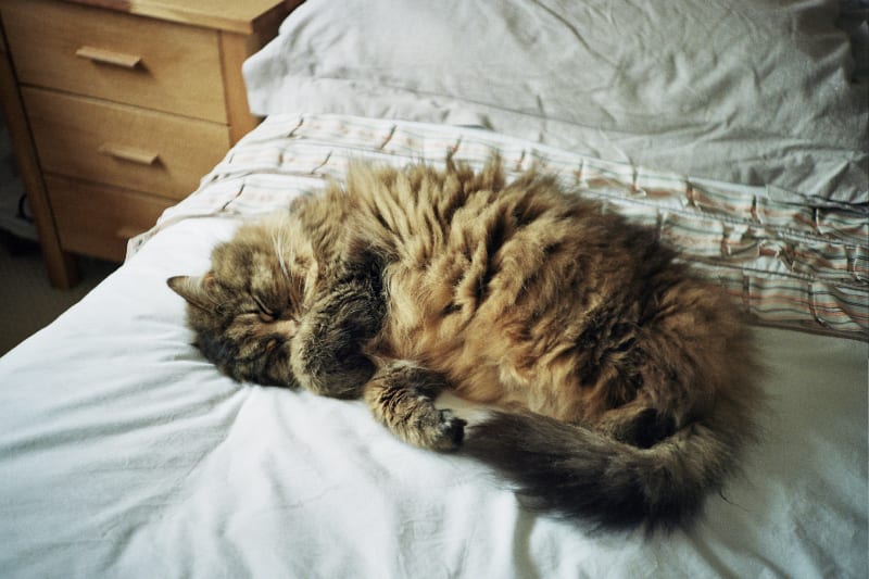 Are self-warming cat beds worth it?
