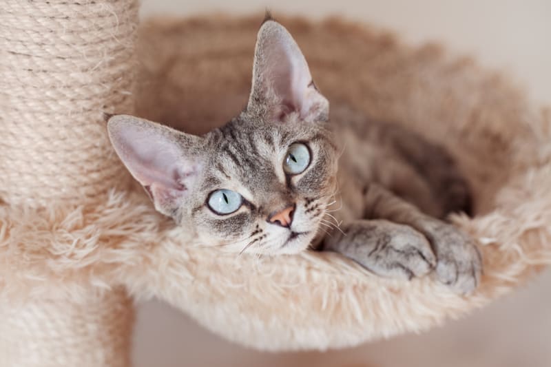 gray cat with blue eyes laying on cat bed on scratching post