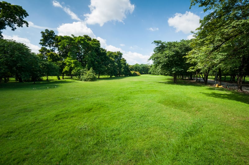 green lawn with trees in the back