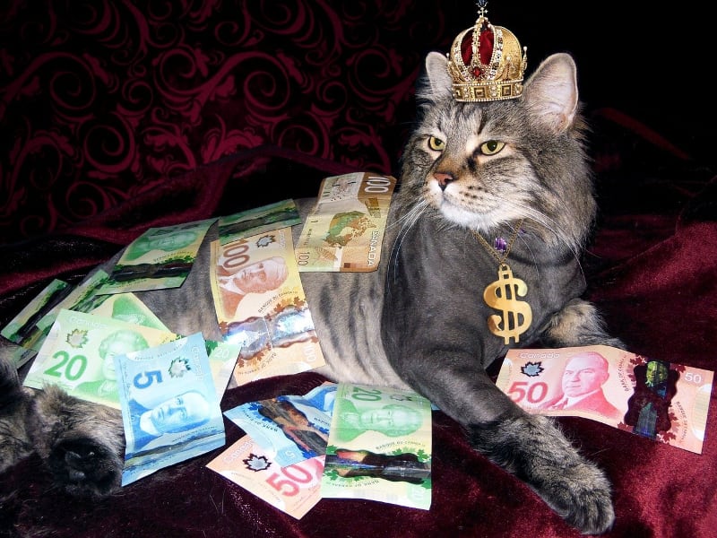 cat sitting with paper money laying around and money necklace