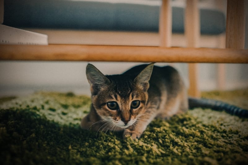 How to Stop Your Cat From Scratching Your Carpet