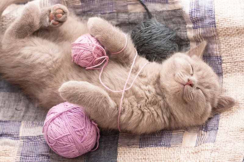 Best Material for Cat Scratching Post & How To Choose