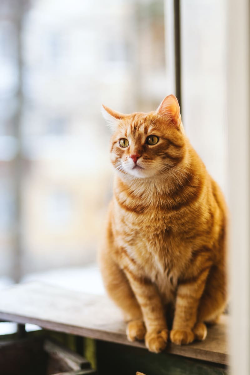 Best Litter Box for Large Cats: Buyers Guide