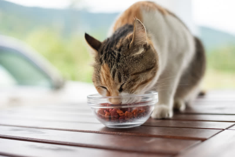 How to make the best use of outdoor feeding stations for cats