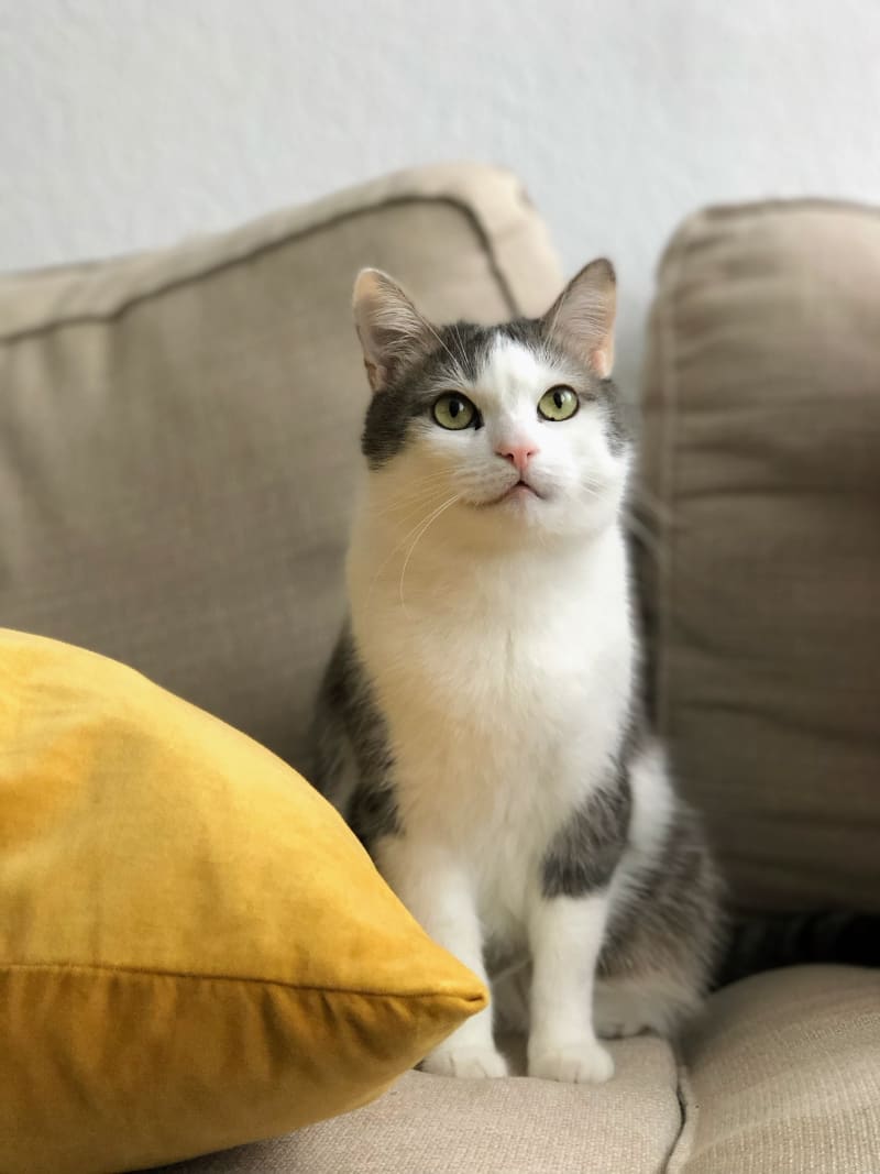 The Best Cat Scratcher : Say No to Damaged Furniture at Home