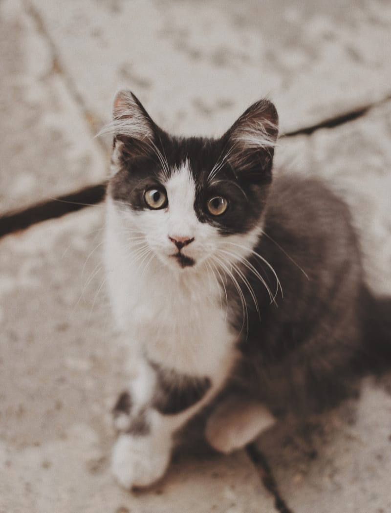 How to Train a Cat to Use the Litter Box