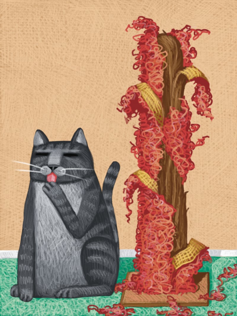 Is it Safe to Buy a Used Cat Scratching Post? Know the Risks