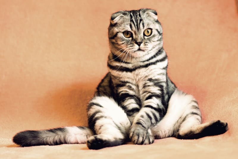 What is Cat Litter Made of?