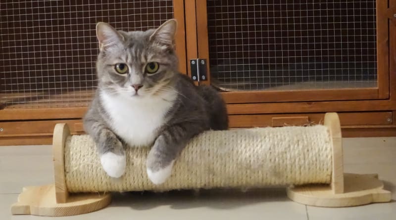What are Scratching Posts Made Out Of?
