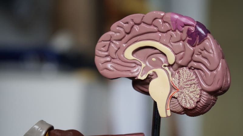 Why Are Beets Good for Your Brain?