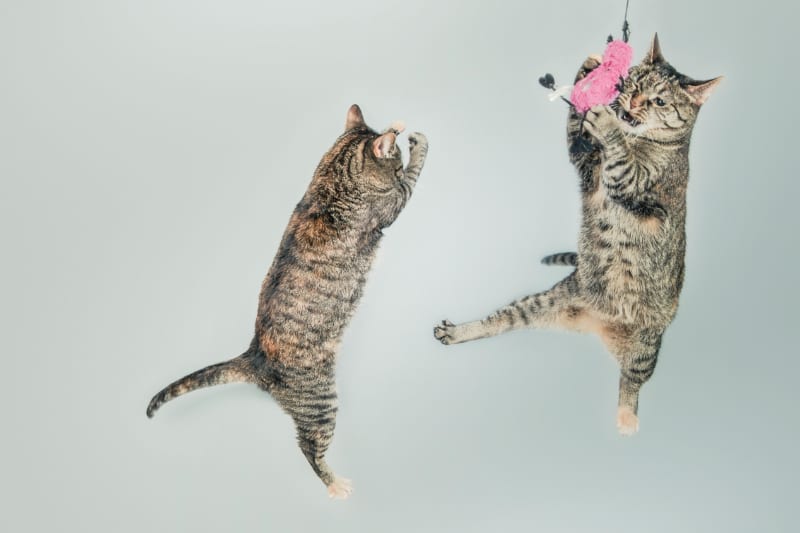 How to Wrap a Cat Scratching Post: Getting Your Paws Dirty