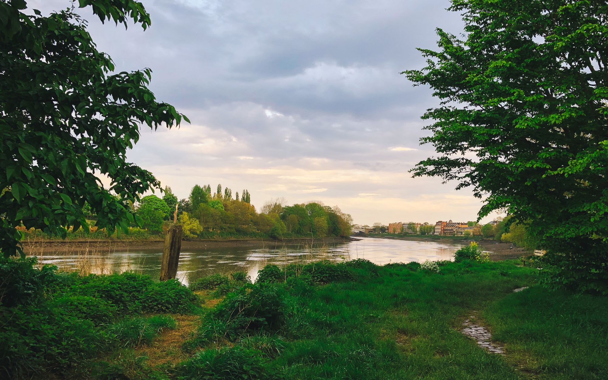 River Thames from Barnes framed by trees