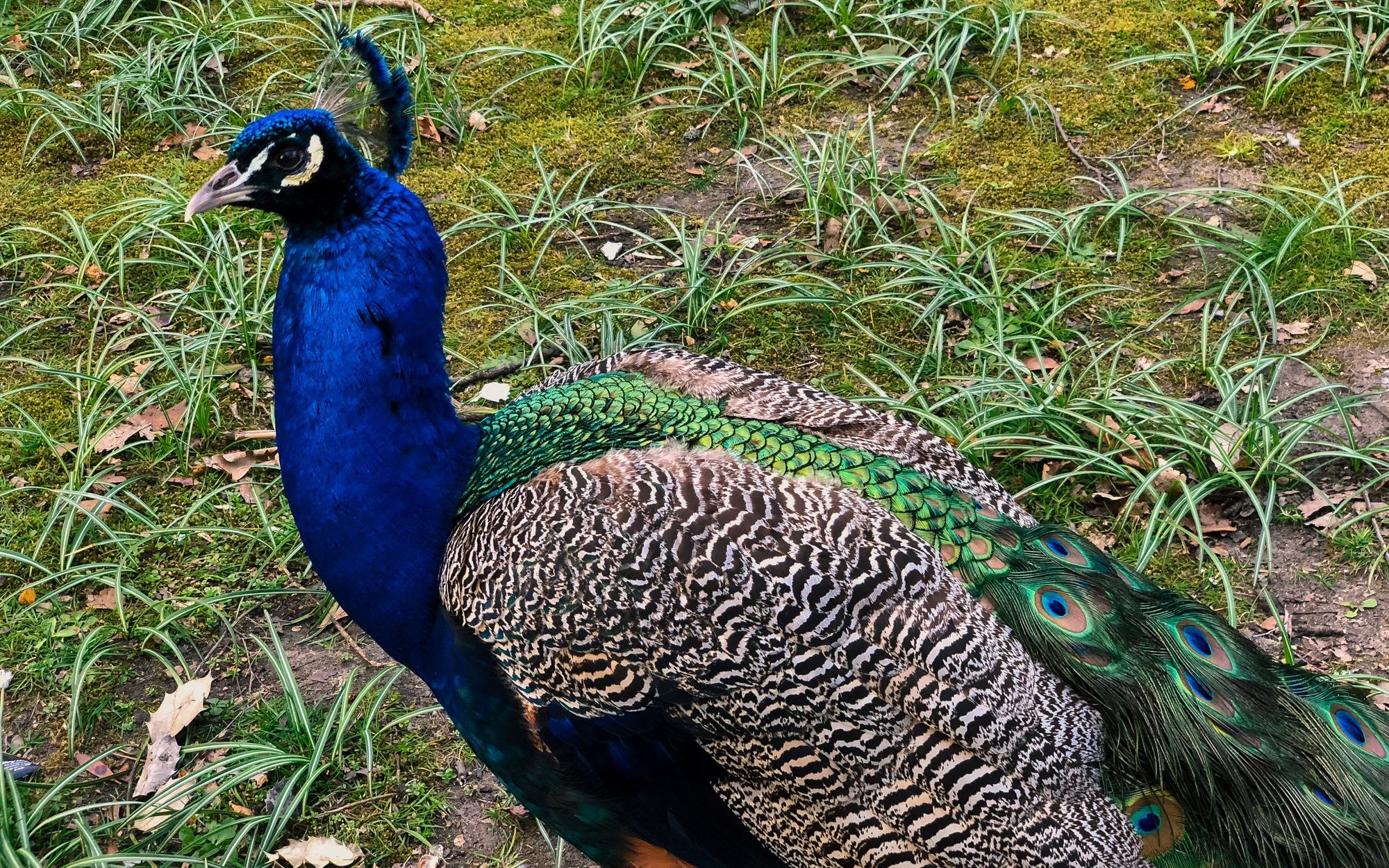 Peacock in Holland Park