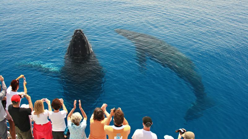 Fraser Island Whale Watching Cruise