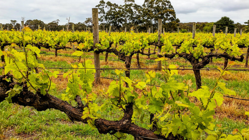 Margaret River Wine Tasting Tour with Lunch - Full Day