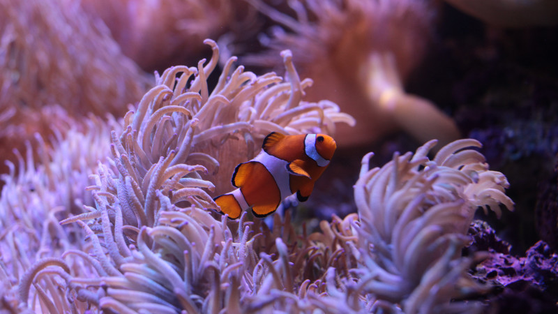 SEA LIFE Sydney Aquarium Entry