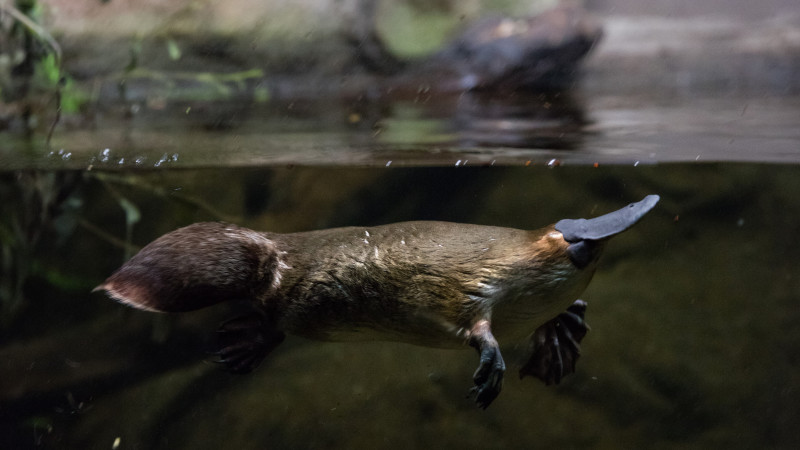 Platypus Encounter at Healesville Sanctuary