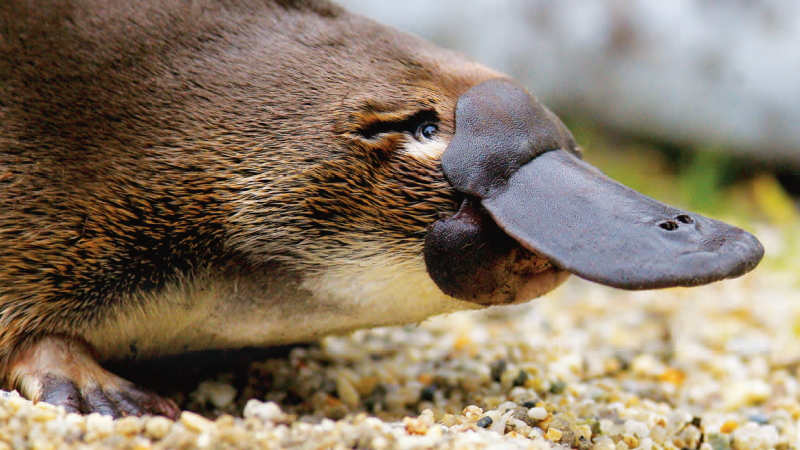 Platypus Encounter at Healesville Sanctuary