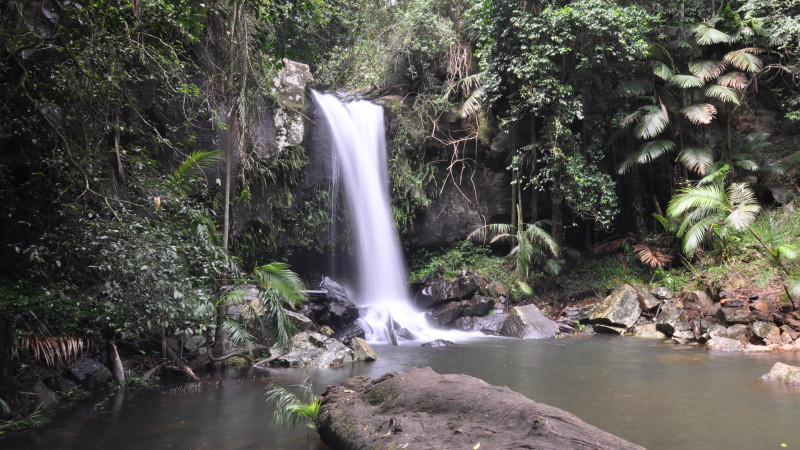 rainforest tour gold coast