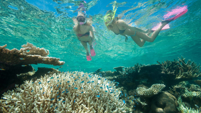 f finger marina marlin Snorkelling Reef  Dive  Full Barrier Cruise, Great and Day