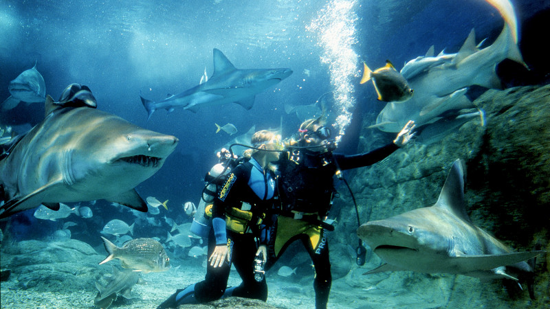 Shark Diving at SEA LIFE Melbourne Aquarium