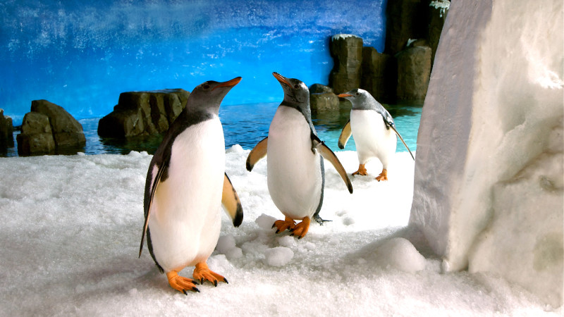 Penguin Encounter At SEA LIFE Melbourne Aquarium