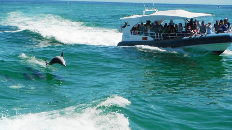 Dolphin, Penguin and Sea Lion Adventure Cruise