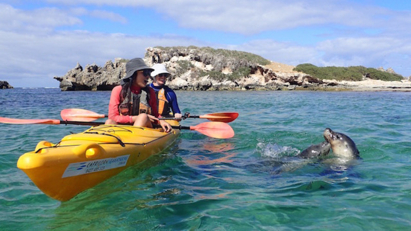 penguin island seal tours