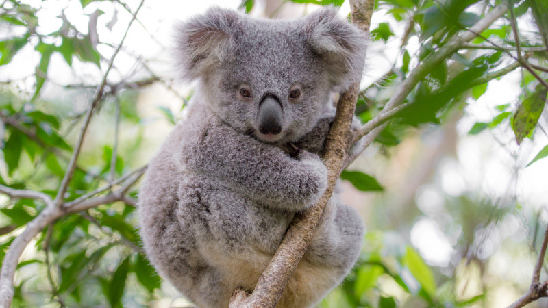 Adopt a Koala from Currumbin Wildlife Sanctuary - 1 Year